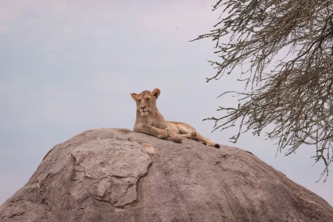 Lionne sur un rocher, safari en Tanzanie